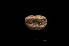 Ursus spelaeus