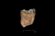 Ursus spelaeus