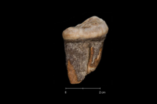 Ursus spelaeus