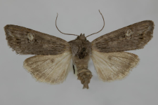 Lithomoia solidaginis