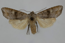 Lithomoia solidaginis