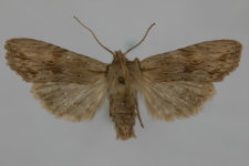 Lithophane socia
