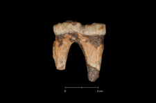 Ursus spelaeus
