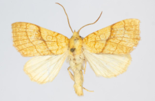 Tiliacea citrago