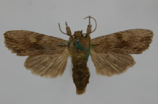 Lithophane socia