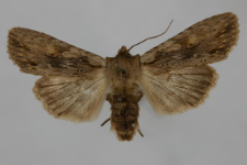 Lithophane socia