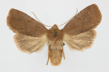 Conistra ligula