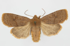Conistra ligula