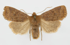 Conistra ligula