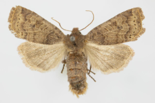 Conistra ligula