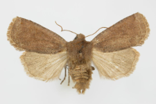 Conistra ligula