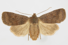 Conistra ligula