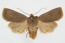 Conistra ligula