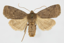Conistra ligula