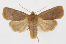Conistra ligula