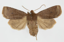 Conistra ligula
