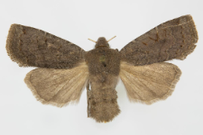 Conistra ligula