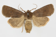 Conistra ligula