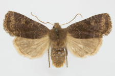 Conistra ligula