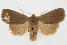 Conistra ligula