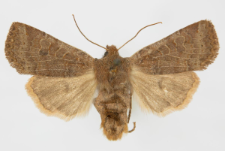 Conistra ligula