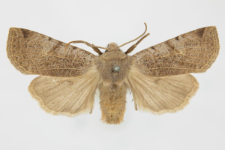 Conistra rubiginosa