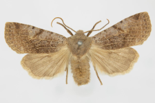 Conistra rubiginosa