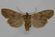 Lithophane socia