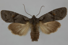 Lithophane furcifera