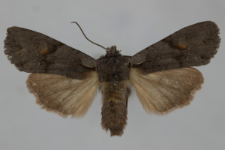 Lithophane furcifera