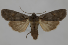 Lithophane furcifera