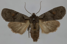 Lithophane furcifera