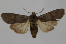 Lithophane furcifera