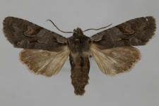 Lithophane furcifera
