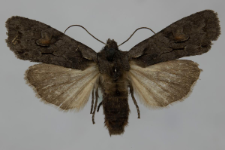 Lithophane furcifera