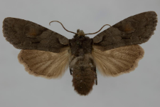 Lithophane furcifera