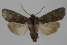 Lithophane furcifera