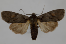 Lithophane furcifera