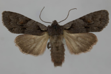 Lithophane furcifera