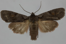 Lithophane furcifera