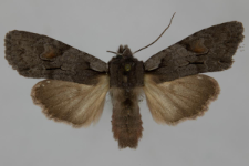 Lithophane furcifera