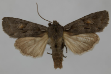 Lithophane furcifera