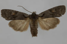 Lithophane furcifera