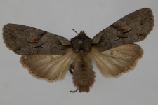 Lithophane furcifera