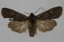 Lithophane furcifera