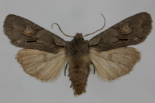 Lithophane furcifera