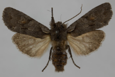 Lithophane furcifera