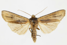 Xylocampa areola