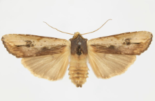 Xylocampa areola
