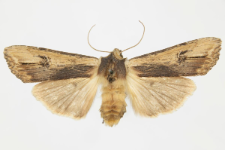 Xylocampa areola